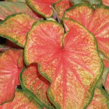 Heart To Heart Chinook Sun Or Shade Caladium Caladium Hortulanum Proven Winners In 2020 Caladium Plants Summer Plants