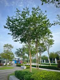 Image result for Caesalpinia ferrea