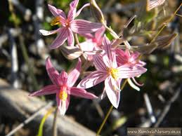 Image result for Cyanella lutea