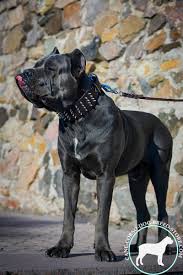 Black dragon leather is used in the crafting skill to make black d'hide armour. 3 Inch Leather Cane Corso Collar With 4 Rows Of Spikes Cane Corso Dog Harness Cane Corso Dog Muzzle Cane Corso Dog Collar Dog Leash 2021 Buy Now