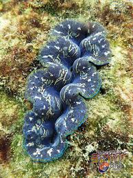 หอยมือเสือชนิดหายาก เช่น หอยมือเสือยักษ์ tridacna gigas นั้นพบเฉพาะเปลือกที่ตายแล้ว เช่น ที่อุทยานแห่งชาติหมู่เกาะสุรินทร์ และ. à¸«à¸­à¸¢à¸¡ à¸­à¹€à¸ª à¸­ à¸«à¸­à¸¢à¸¢ à¸à¸© à¸— à¹€à¸à¸²à¸°à¸—à¸°à¸¥ à¸›à¸£à¸°à¸ˆà¸§à¸šà¸„ à¸£ à¸‚ à¸™à¸˜