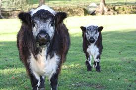 Jeff has worked with over 300,000 runners of all ages and abilities and is the inventor of the galloway run walk run method. Nz Riggit Galloway Cattle Startseite Facebook