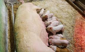 As the premier trade association for broadcasters, nab advances the interests of our members in federal government, industry and public affairs; Proteinmarkt De Infoportal Fur Futterungsberater Und Landwirte Milchleistung Milchqualitat Und Grosse Wurfe Was Kann Die Futterung Tun