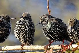 Check spelling or type a new query. Der Star Vogel Des Jahres 2018 Fotostrecke Wetteronline