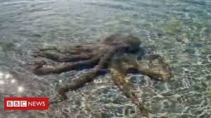 Mark hoppus moves to blighty! Australia Geologist Beaten Up By Angriest Octopus On Beach Bbc News