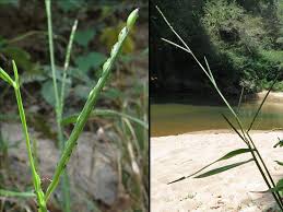 Image result for Urochloa platynota