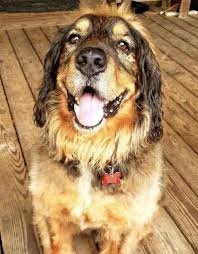 Check spelling or type a new query. Meet Charlie The Citizen News Newjerseyhills Com