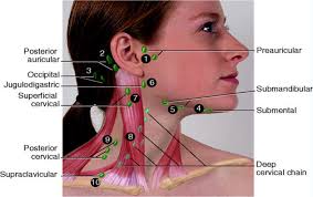 The posterior cervical lymph nodes are located along the sides of neck and drain lymphatic fluid from both the head and neck. Found On Bing From Www Pinterest Com Lymph Massage Nursing Assessment Lymph Nodes