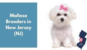 The dachshund is a playful, loyal dog with a great deal of intelligence. 10 Maltese Breeders In New Jersey Nj Maltese Puppies For Sale Animalfate