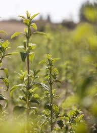 Image result for Lippia javanica