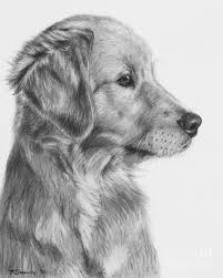 Golden Retriever Drawing Golden Retriever Drawing Dog Art Charcoal Art
