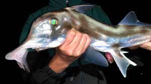Joseph anthony joe colombo, sr. 11 Different Creatures In 1 Fish Youtube