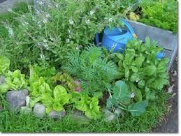 Check out our garden beauty selection for the very best in unique or custom, handmade pieces well you're in luck, because here they come. Cecilia S 13 Steps To Creating Beauty In The Permaculture Garden The Permaculture Research Institute