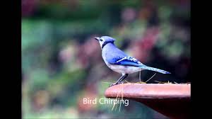 Sound Of Birds Chirping In The Morning Mp3 Free Download Bird Chirping Sound Effect Youtube
