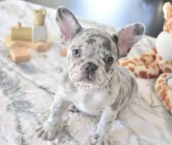 Lilac & tan french bulldog puppies. Such A Pretty Face New Pics Of Tippie Blue French Bulldog Puppies French Bulldog Puppies Bulldog Puppies