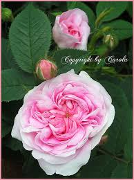 View all records by queen omega for sale on cdandlp in lp, cd, 12inch, 7inch format. Queen Of Denmark Rose Varieties Beautiful Flowers Rose