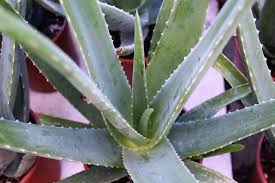 Lidah buaya layak disebut sebagai tanaman herbal karena mengandung sekitar 75 jenis zat yang bermanfaat dan kurang lebih sekitar 200 senyawa lain yang sangat berkhasiat. Aloe Vera Tanaman Hias Dengan Sejuta Manfaat Artikel Pertanian Terbaru Berita Pertanian Terbaru