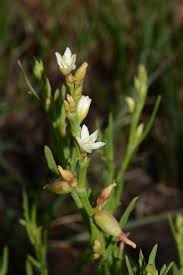 Image result for Oxygonum dregeanum