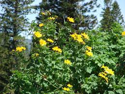 Image result for Tithonia diversifolia