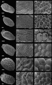 Image result for Impatiens purpureoviolacea