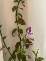 Image result for Hypoestes