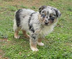 To date, we don't have. Awesome Aussie S Kennels Home Facebook