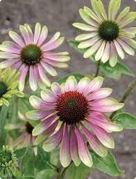 Van Bourgondien Dutch Bulbs And Perennials Since 1893 Beautiful Flowers Love Flowers Pretty Flowers