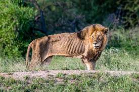 Was there ever a real lion king? Heartbreaking Images Show Final Days Of Starving Lion Known As Skybed Scar In Kruger National Park World News Mirror Online
