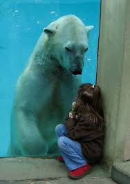 Lincoln Park Zoo Animales Animales Asombrosos Animales Bonitos