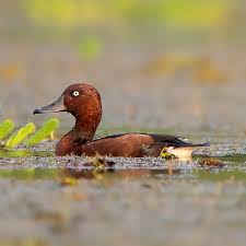 Image result for Steganotaenia hockii