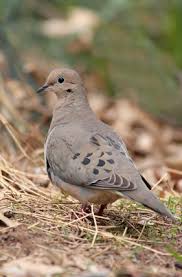 Mourning doves are the most frequently hunted species in north america. How To Determine The Age Of A Mourning Dove Hatchling Animals Mom Com
