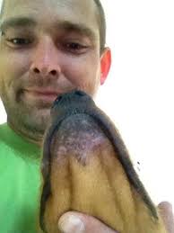 kinprobleem bij Golden retriever?