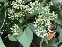 Image result for Mikania cordata