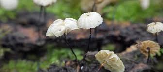 Image result for Marasmius rotula