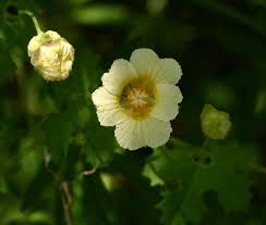 Image result for Momordica balsamina