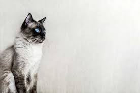 In fact, according to tica, only 10 ojos azules cats were known. Why Are Ragdoll Cats So Expensive Detail Analysis Of Cost