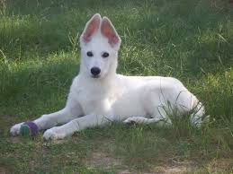 American White Shepherd Puppies Rescue Pictures Information Temperament Characteristics Animals Breeds