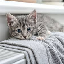Pictures of puppies and kittens. Puppy Kitten Vet In Riverside County