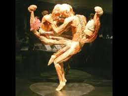 Tulp a fost „anatomistul orașului și membru al „guild of surgeons. Lectia De Anatomie De La Rembrandt Incoace Expozitia Corpuri Avi Youtube