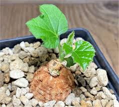 Image result for Coccinia mildbraedii