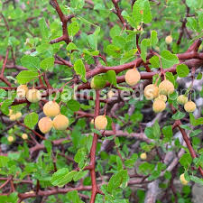 Image result for Copaifera baumiana