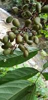 Image result for Connaraceae