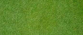 Maybe you would like to learn more about one of these? All You Need To Know About Bermudagrass