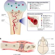Related posts of labelled diagram of long bone bone anatomy epiphysis. Markers For Specific Skeletal Stem Cell Populations A In Long Bones Download Scientific Diagram