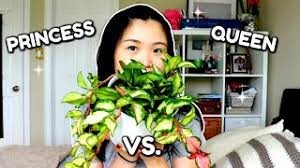 Whereas the 'krimson princess' has variegation on the leaf centers, the krimson queen boasts white to pink variegation around the leaf margins. Hoya Carnosa Krimson Princess Vs Queen Plant Care Comparison Youtube