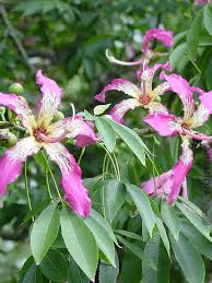 Image result for Kotschya speciosa