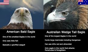 Is This Comparison Of Wedge Tailed Eagles And Bald Eagles