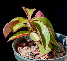 Image result for Pereskia aculeata