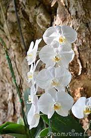 This Is A White Flower Orchid Orchid Family Orchidaceae Orchids Orchidaceae White Flowers