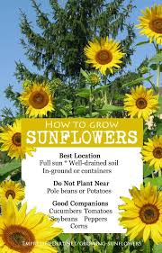 A general rule of thumb is to provide an inch (2.5 cm) of water per week depending upon weather conditions. How To Grow Sunflowers And What To Avoid Empress Of Dirt Growing Sunflowers Plants Companion Gardening